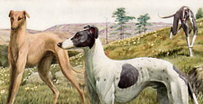 Greyhounds Original Book Plate Art National Geographic c. 1940's Louis Agassiz picture