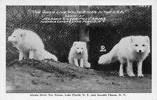Alaska Silver Fox Farms Lake Placid New York Advertising Postcard Superior Furs picture