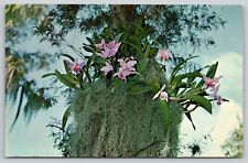 Postcard FL Florida's Cypress Gardens Orchids UNP A24 picture