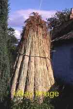 Photo 6x4 Reeds for Thatching Errol/NO2522 The extensive reed beds in th c1982 picture