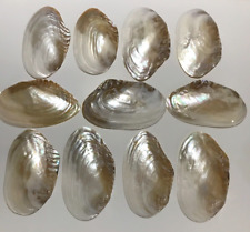 SET OF 11 - Large Pearlescent Cebu Clam Shells Seashells Size Range 7