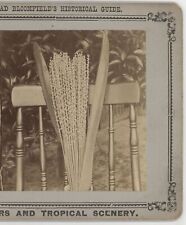 Blossom of the Date Tree FL Stereoview c1880 picture