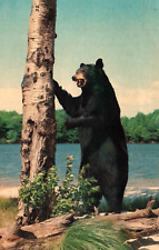 Standing Black Bear Maine Vintage Chrome Postcard 1965 Posted picture
