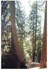 FOUND COLOR PHOTO J+5644 VIEW OF TREES IN FOREST picture