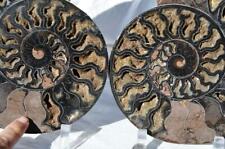 Cut Split PAIR Black Ammonite Crystal Cavity 110myo Fossil 216mm XL 8.5