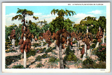 c1910s Papaya Plantation Trees Florida Vintage Postcard picture