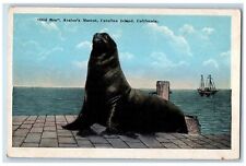 c1920's Old Ben Avalon's Mascot Catalina Island California CA Unposted Postcard picture