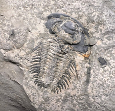 Extremely rare species - Trilobite Fossil Fallotaspis picture