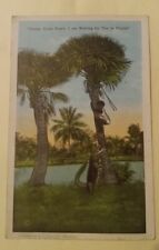 Black African American Postcard Visit Florida 1928 PostMark Alligator palm trees picture