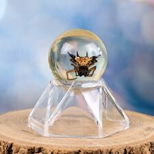 x40c Spiny Orb Weaver Spider In Resin marble Arachnid Display Oddity Curiosities picture