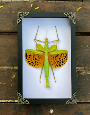 Real Frame Giant Walking Stick Insect Shadow Box Preserved Dead Taxidermy Gothic picture