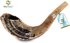 Kosher Ram Shofar Horn from Israel 12�-14 Traditional Half Polished Ram Shof picture