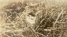 Bird Nest With Eggs Inscription On the Back 1910 Real Photo Postcard RPPC picture