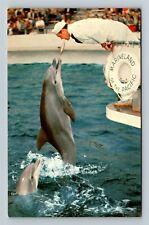 Palos Verses CA-California, Marineland Of Pacific Porpoise Show Vintage Postcard picture