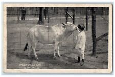 c1905 Little Boy Wade Park Zoo Cleveland Ohio OH, Cow Scene Animals Postcard picture