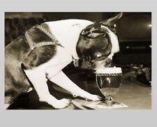 Crazy Vintage Dog Drinking Beer PHOTO Boston Terrier Glass Lager Bar 1959 circa picture