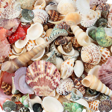 200Pcs Sea Shells Bulk Mixed Ocean Beach Seashells for Kids, Various Sizes Natur picture