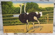 Vintage Postcard. Nubian Ostriches. World's Largest Alligator-Ostrich Farm.  picture