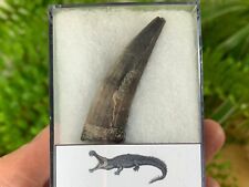 HUGE Sarcosuchus Tooth (2 inch) #06 - Niger, Dinosaur Age Fossil picture