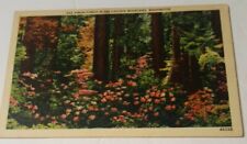1930s postcard virgin forest in the Cascade Mountains flowers Washington  picture