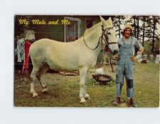 Postcard My Mule and Me Little Brother and His Mule USA North America picture