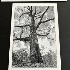 Artists Postcards 1978 - Tom Zetterstrom Maple Tree Photograph Collectible picture