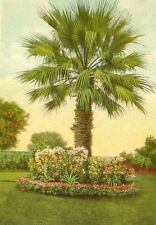 Tall Palm with Flowers 1920 Postcard New Orleans La picture
