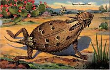 Texas Horned Toad c1945 Vintage Postcard S02 picture