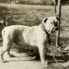 Vintage B&W Snapshot Photograph Sergeant Major Jiggs Marine Mascot Bulldog Dog picture