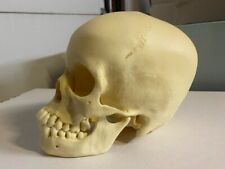 Bone Clones 13 year old Human Skull Replica BC270 picture