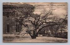 Old Mulberry Tree ~ Hampton University Virginia Antique Albertype Postcard ~20s picture