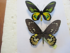 Entomology Papilionidae Ornithoptera Rothschildi Couple Irian Jaya picture