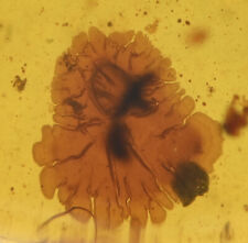 Unusual and rare Fungi, Fossil inclusion in Burmese Amber picture