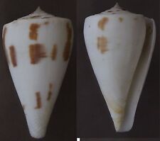 Seashells  Conus lenavati  49mm  F+++/GEM  Cone  Shell Marine Specimen  picture