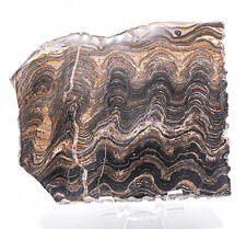 375g Banded Stromatolite Slab Natural Mineral Fossil Crystal Polished Slice Peru picture