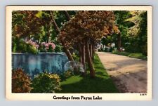 Payne Lake MI-Michigan, Scenic Greetings, Colorful Trees, Vintage Postcard picture
