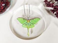 o62r Luna Moth Necklace Oddities Curiosity Mystical Fairy jewelry Acrylic pendnt picture