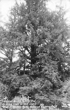 Postcard Antique RPPC Family Tree With 12 Living Trees on One Trunk Mystery Park picture