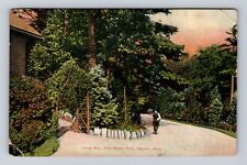 Malden MA-Massachusetts, Pine Banks Park Drive Way, Vintage c1908 Postcard picture