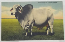 Postcard Brahman Bull in Florida Pastures Unposted picture