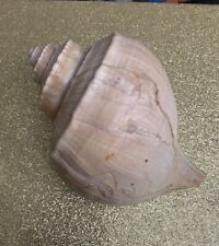Giant Left Handed Conch Seashell picture