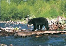 Maine Black Bear Cub - 4x6 Modern Chrome Postcard picture
