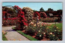 Boston MA-Massachusetts, Roses In Bloom, Antique, Vintage Souvenir Postcard picture