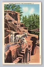 Washington DC- National Zoological Park, Sheep, Vintage Souvenir Postcard picture