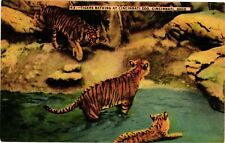 Vintage Postcard- Tigers bathing at Cincinnati Zoo, Cincinnati OH picture