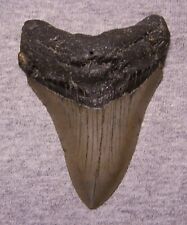 MEGALODON Shark Tooth 3 9/16