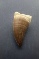 2.1Inches Rare Mosasaur Tooth Fossil Prognathodon  teeth Morocco Fossilized #B23 picture