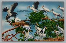 Wood Stork Once Called Wood Ibis In The Florida Everglades Unposted Postcard picture