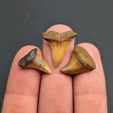 Three Gorgeous Orange Mako Shark Teeth From Rare North Florida Eocene picture