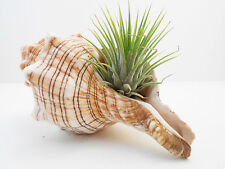 Beautiful Striped Conch Seashell Airplant Kit 5
